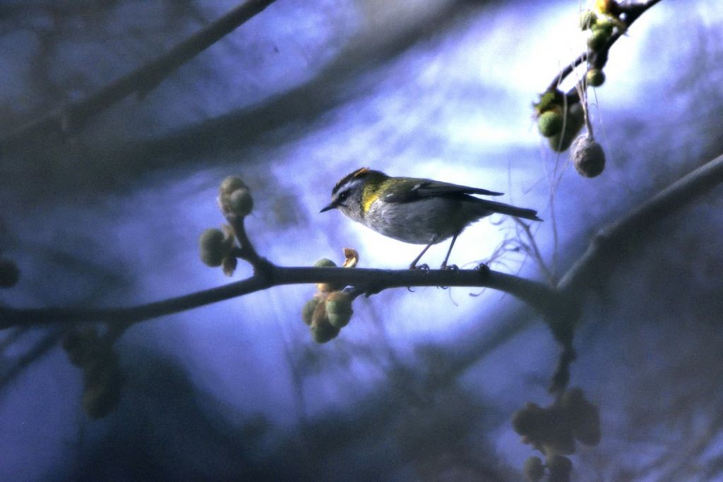 Le piume erettili del fiorrancino (Regulus ignicapillus)